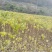 秦岭野生嫁接红拐枣苗