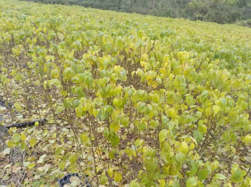 秦岭野生嫁接红拐枣苗