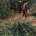 维纳斯黄金苹果苗鲁丽苹果富士系列