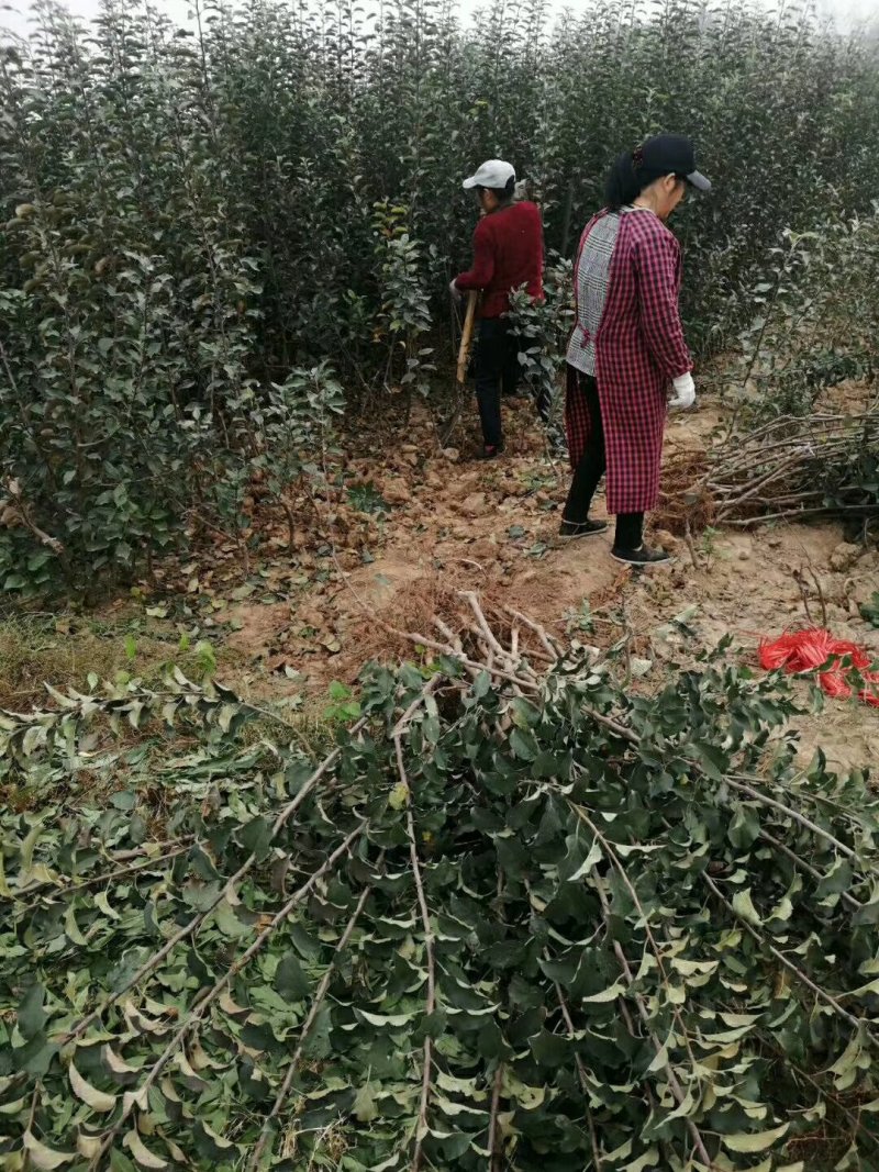 维纳斯黄金苹果苗鲁丽苹果富士系列