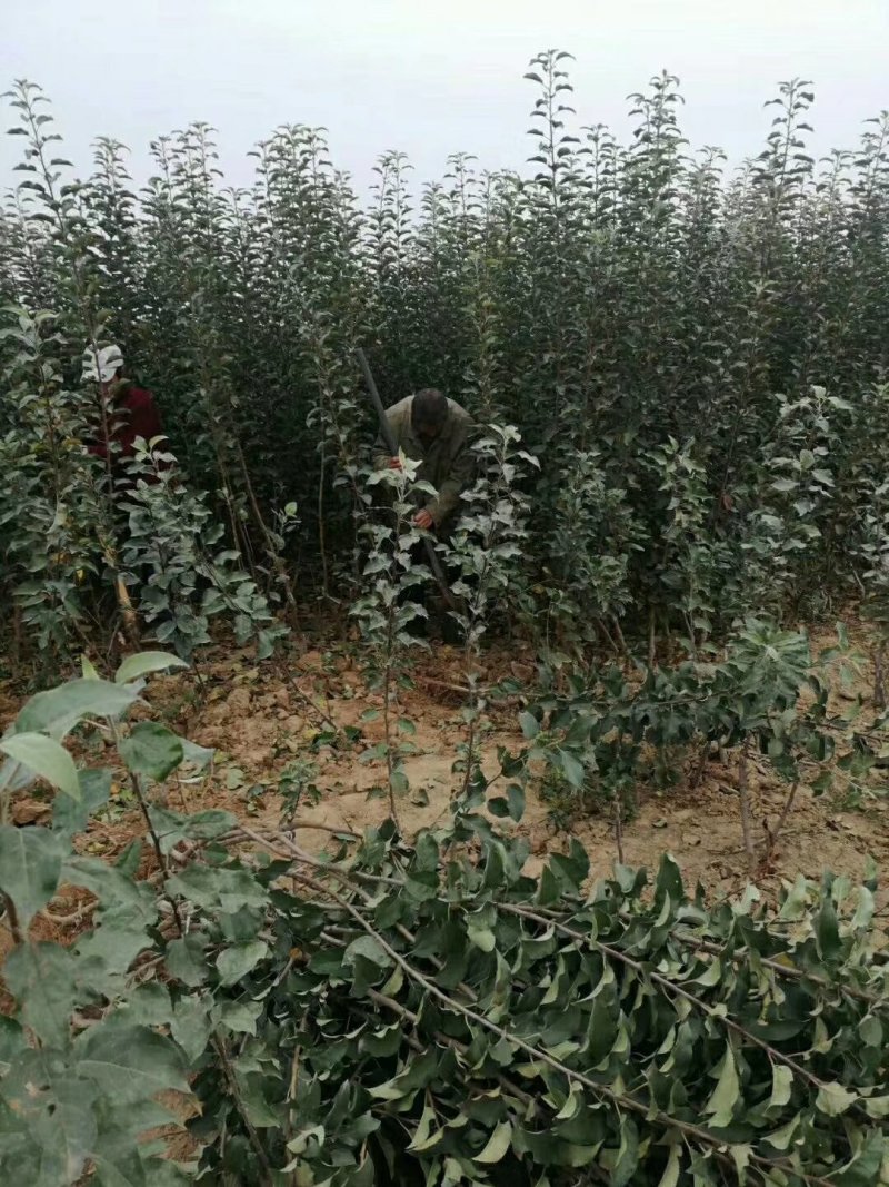维纳斯黄金苹果苗鲁丽苹果富士系列