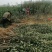维纳斯黄金苹果苗鲁丽苹果富士系列