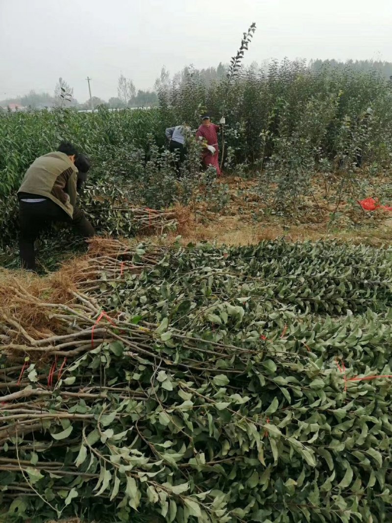 维纳斯黄金苹果苗鲁丽苹果富士系列