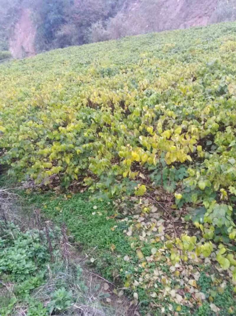 拐枣苗，肉拐枣，红拐枣，嫁接籽播苗