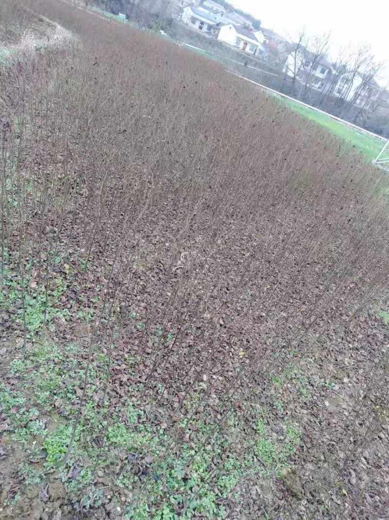 拐枣苗，肉拐枣，红拐枣，嫁接籽播苗