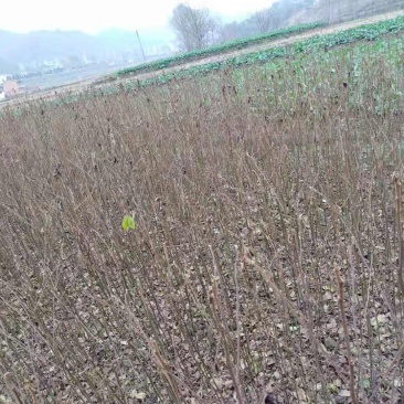 拐枣苗，肉拐枣，红拐枣，嫁接籽播苗