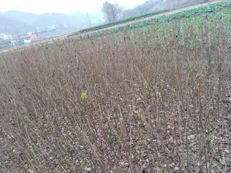 拐枣苗，肉拐枣，红拐枣，嫁接籽播苗