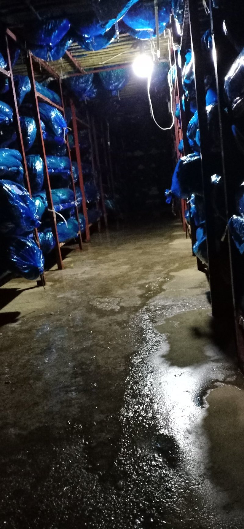 永年白帽蒜苔，条细长，
