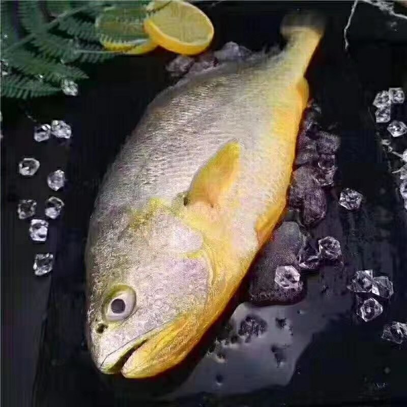光花鱼