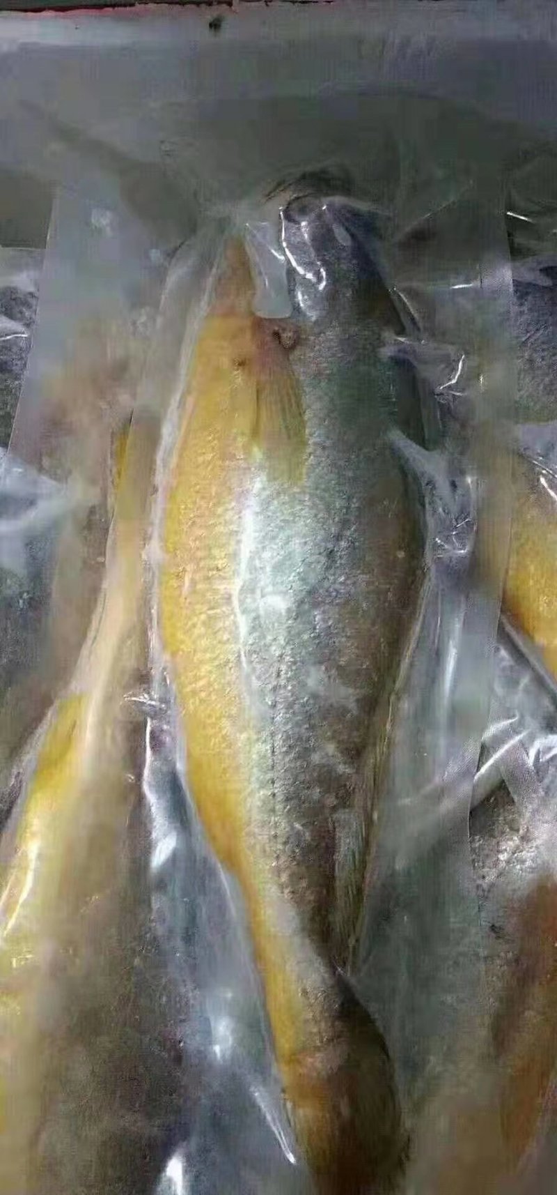 光花鱼