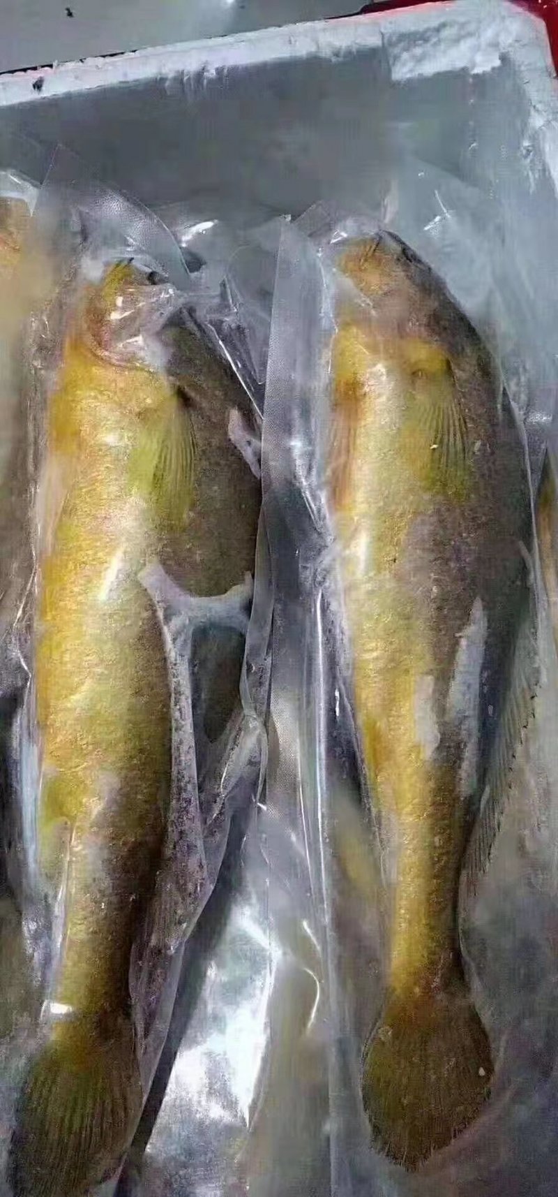 光花鱼
