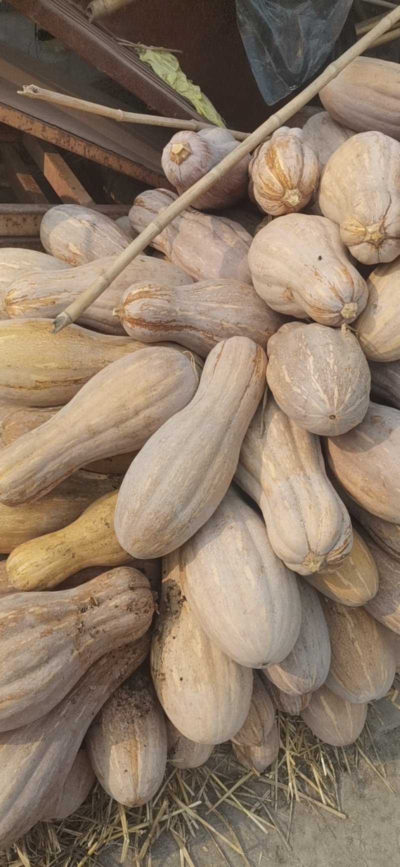广西密本老南瓜，甜糯，皮毛光亮支持线上交易。