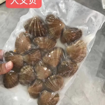 东港特产特别好的文贝无沙