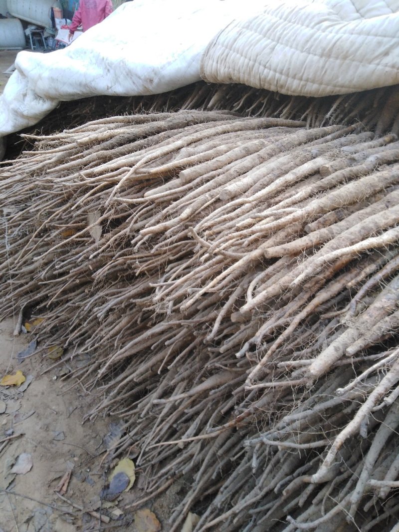 麻山药