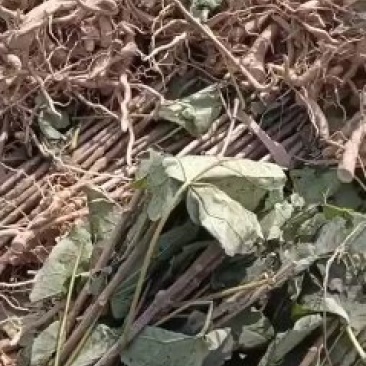 秋树梓树