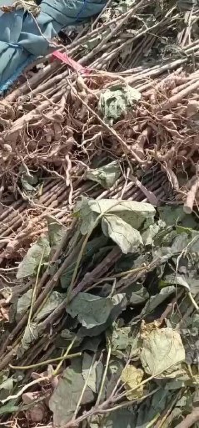 秋树梓树
