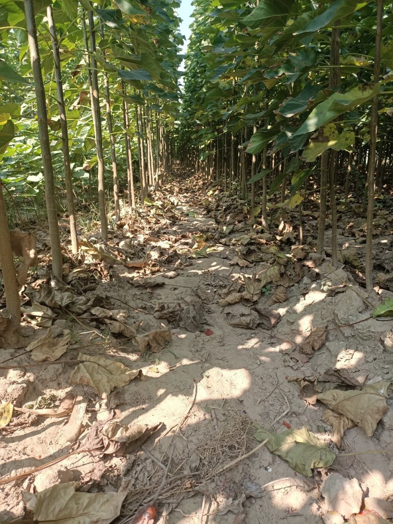 秋树梓树