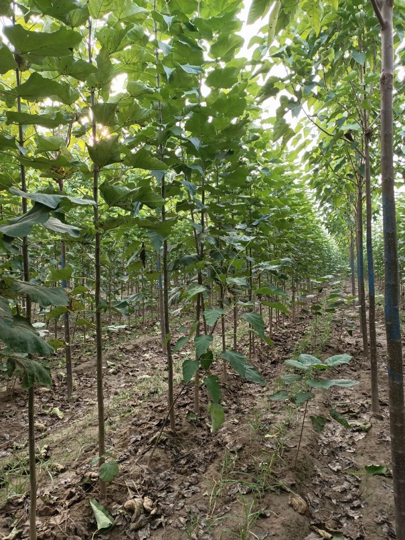 秋树梓树