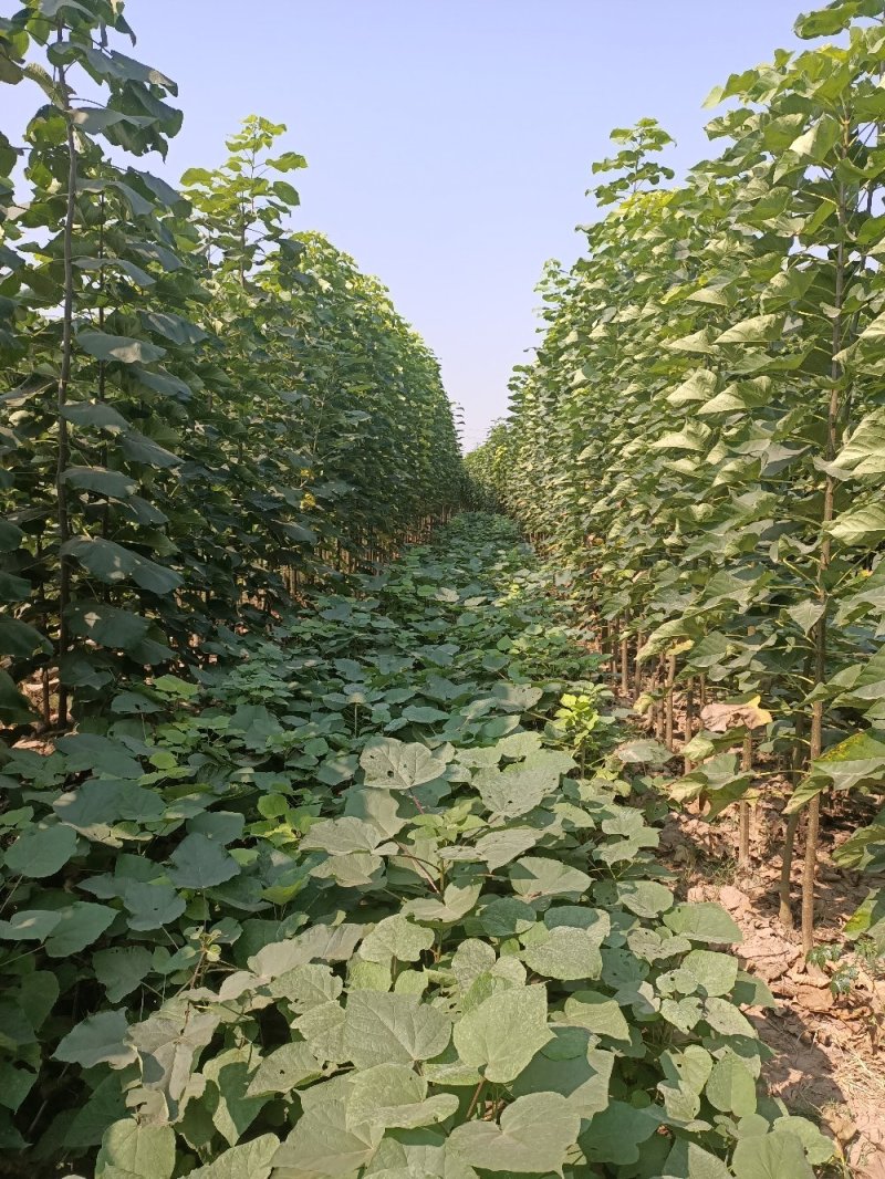 秋树梓树