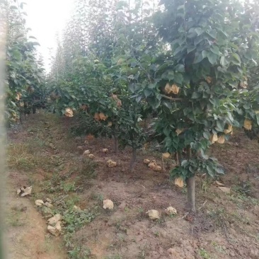 梨树