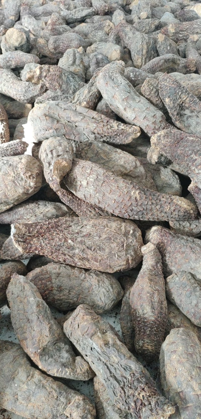 新疆于田肉苁蓉