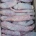 新疆于田肉苁蓉