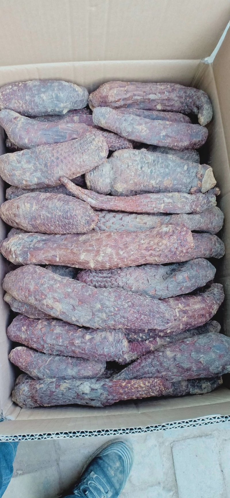 新疆于田肉苁蓉