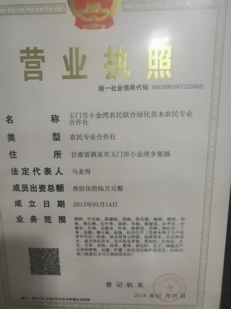 红花籽油正宗红花油甘肃红花籽油食用油