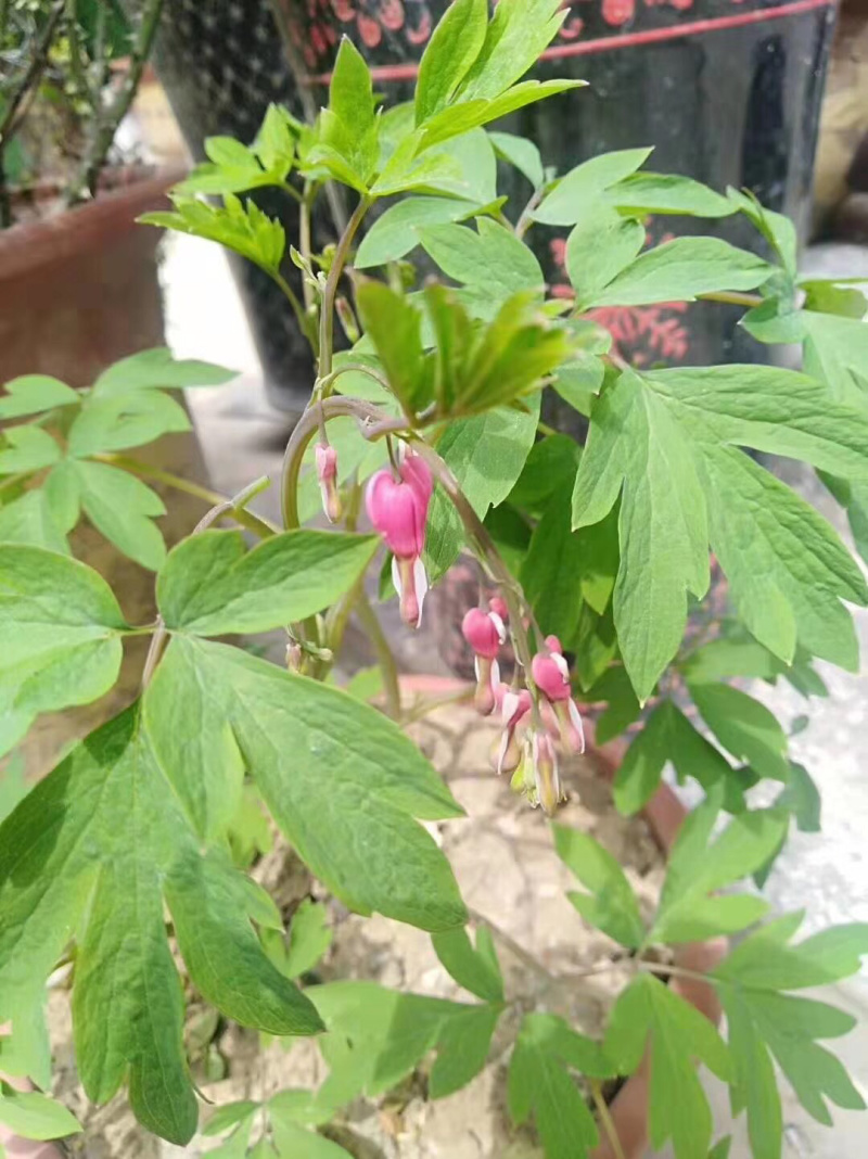菏泽牡丹荷包牡丹盆栽地栽耐寒花卉