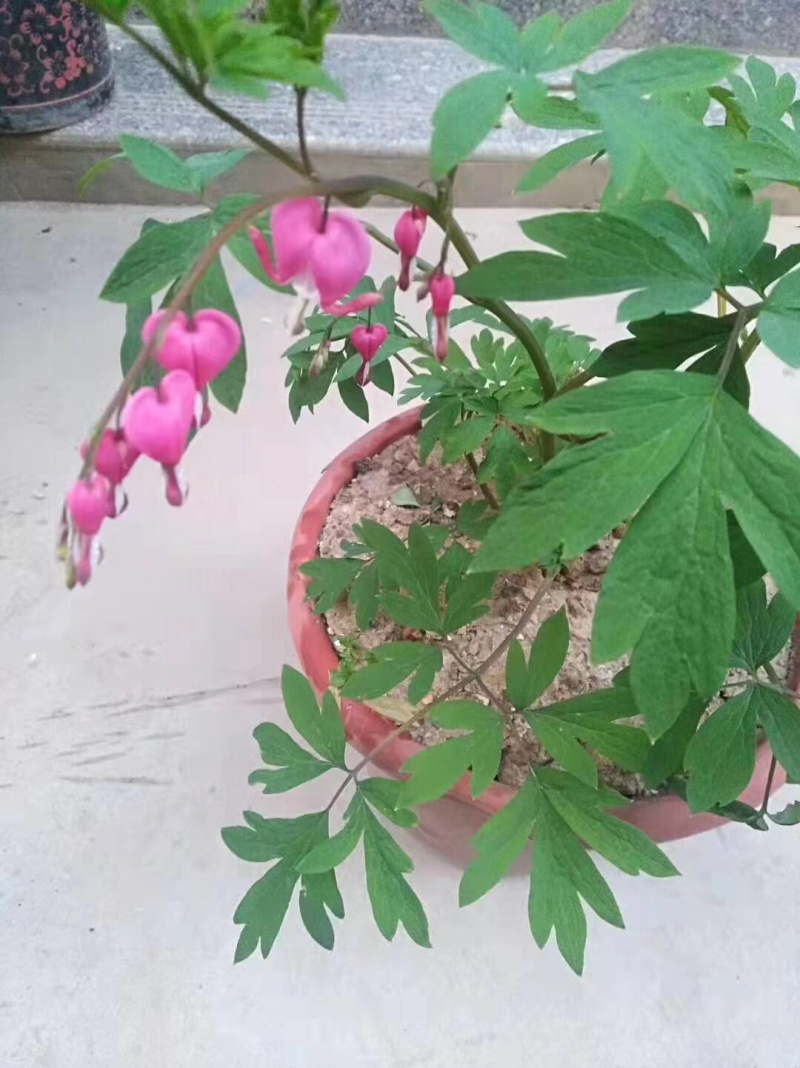 菏泽牡丹荷包牡丹盆栽地栽耐寒花卉
