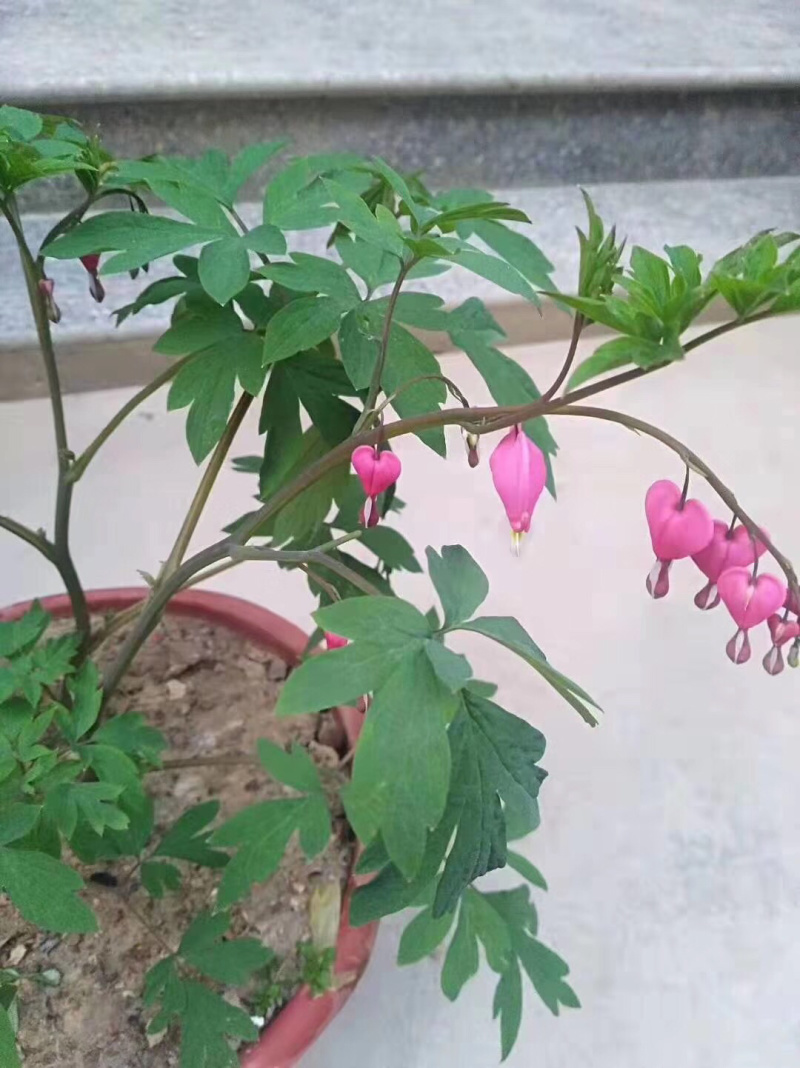 菏泽牡丹荷包牡丹盆栽地栽耐寒花卉