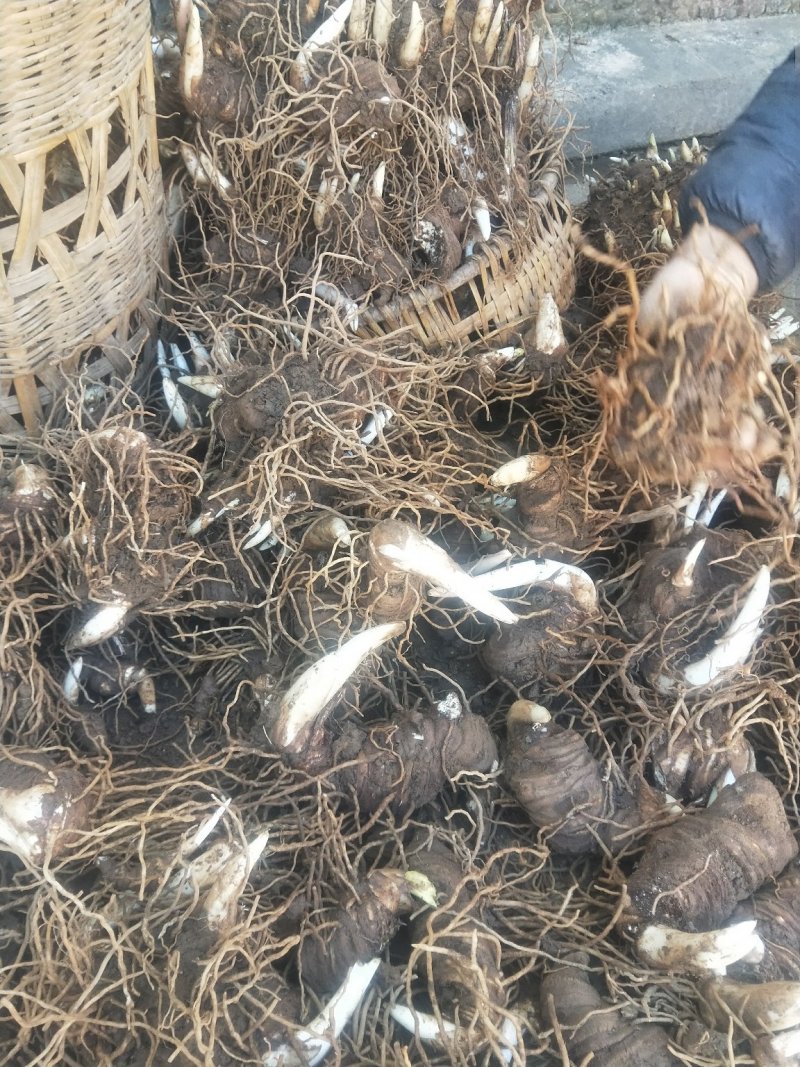 云南丽江矮杆优质滇重楼可打粉,可视频看货,产地直发