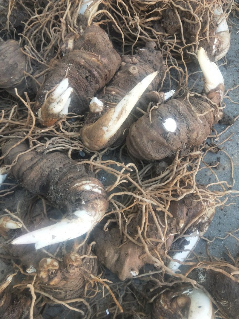 云南丽江矮杆优质滇重楼可打粉,可视频看货,产地直发