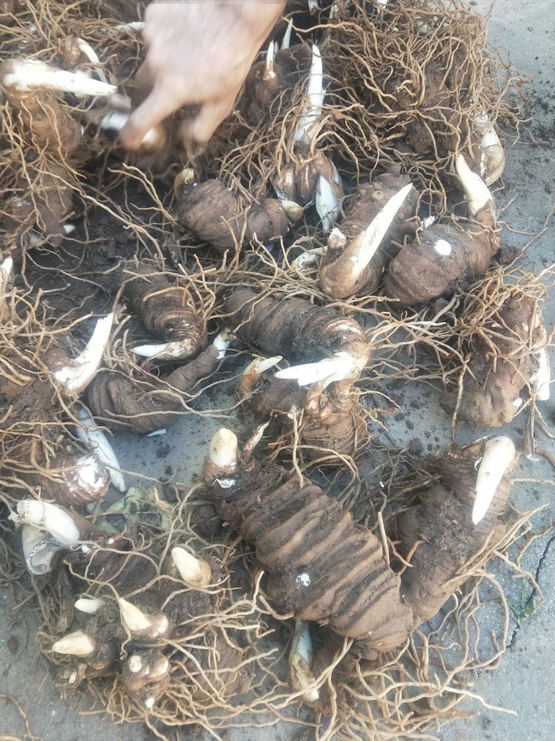 云南丽江矮杆优质滇重楼可打粉,可视频看货,产地直发