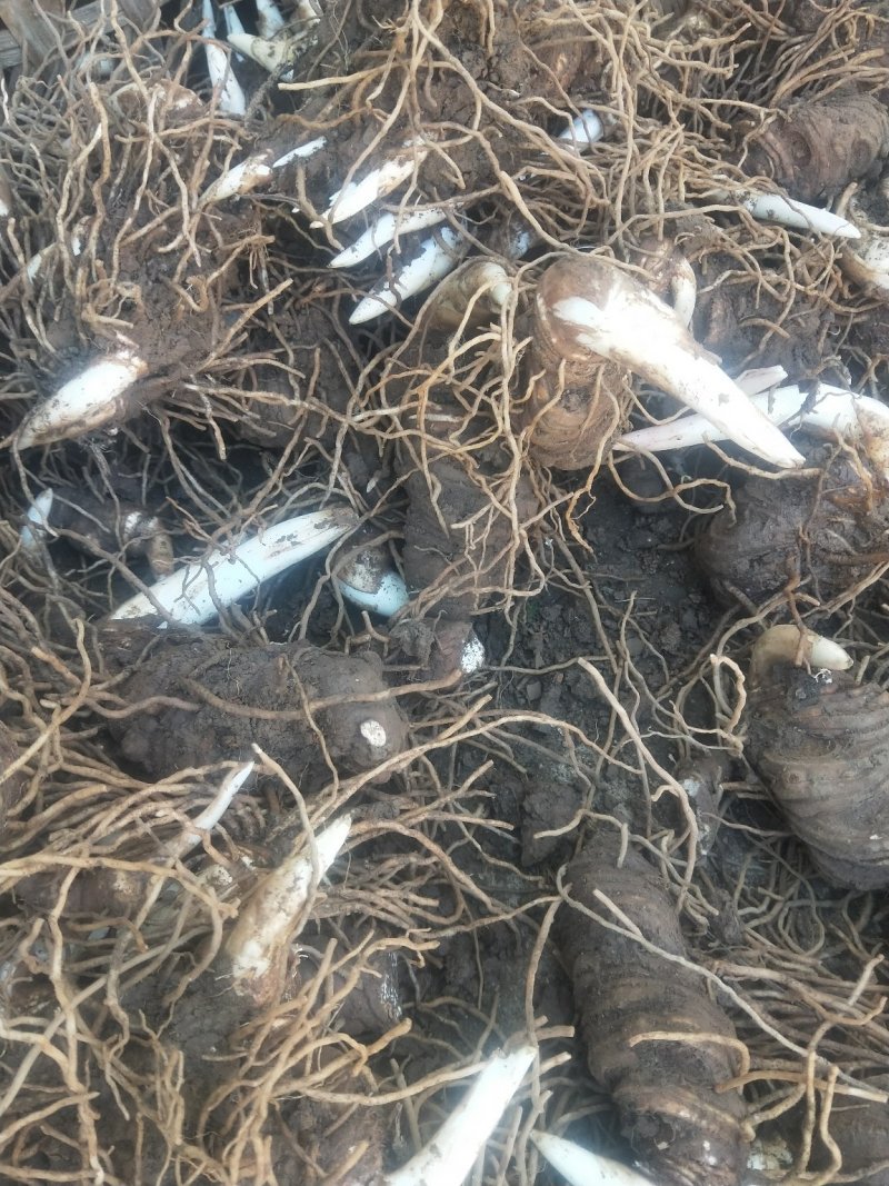 云南丽江矮杆优质滇重楼可打粉,可视频看货,产地直发
