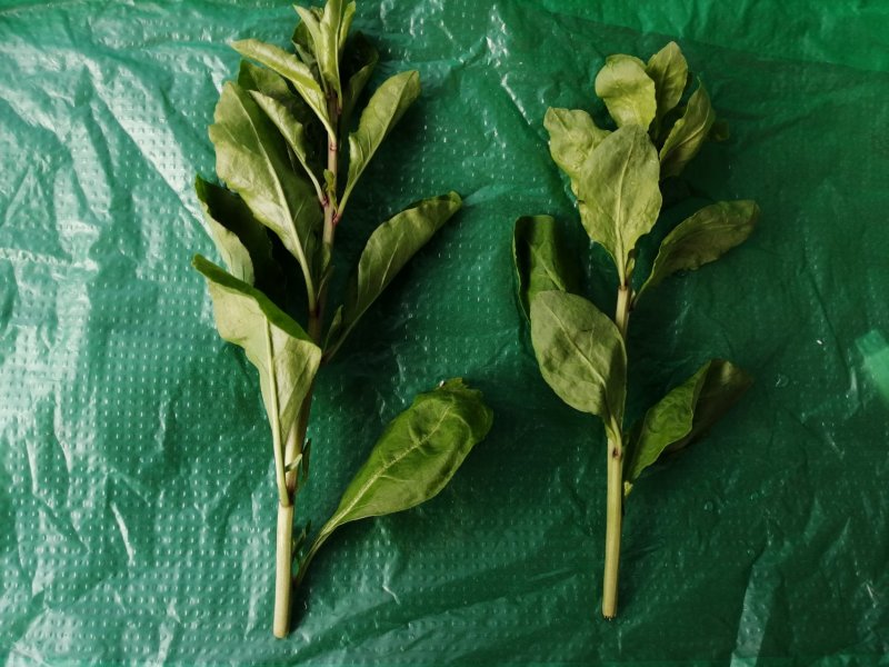 产地销售枸杞芽，枸杞嫩尖，食用枸杞菜菜，天精菜