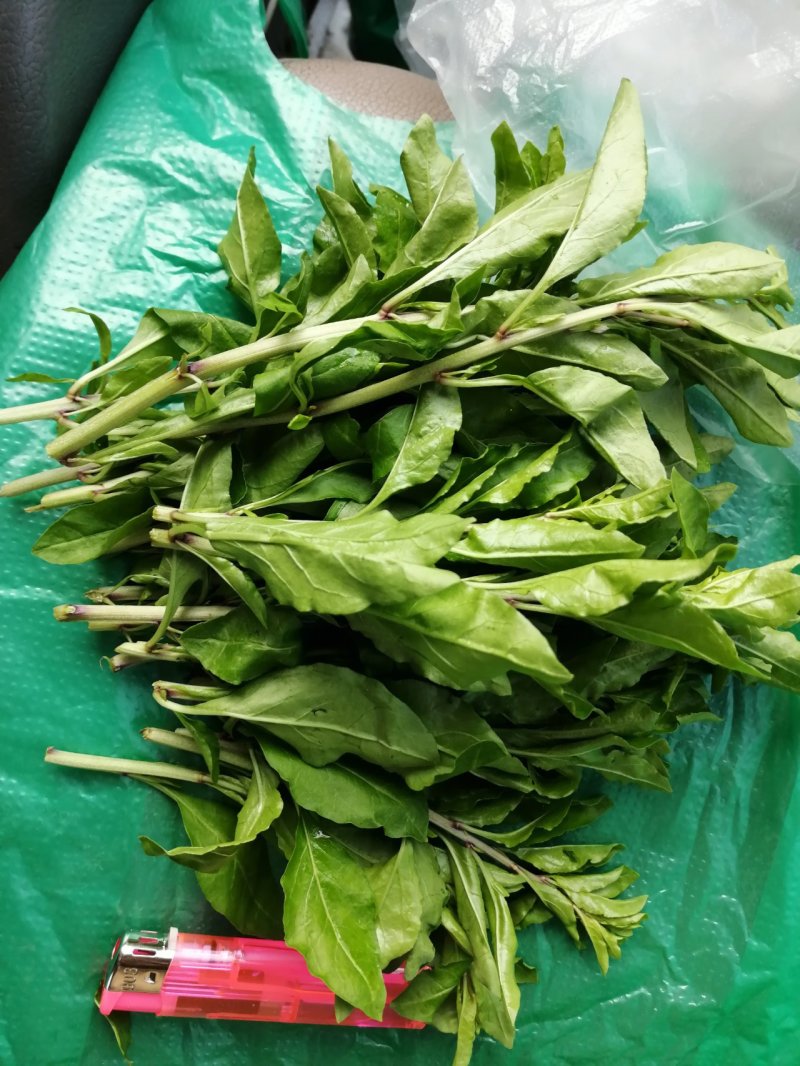 产地销售枸杞芽，枸杞嫩尖，食用枸杞菜菜，天精菜