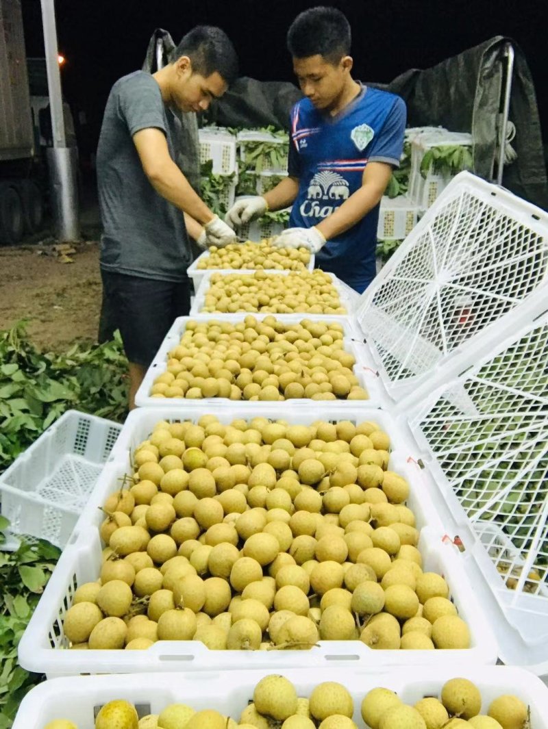 泰国“蓝天”牌龙眼代办进口