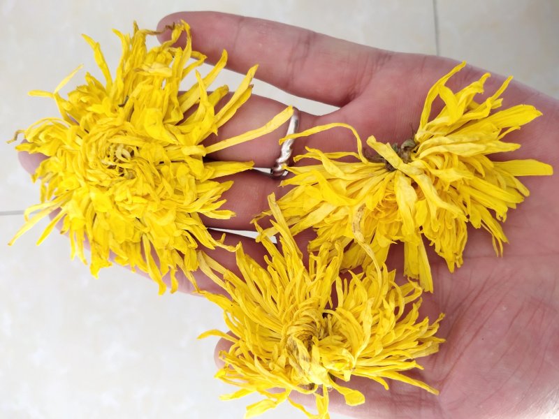 金丝黄菊花茶自家种植花个头大无虫