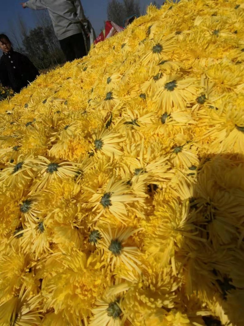 金丝黄菊花茶自家种植花个头大无虫