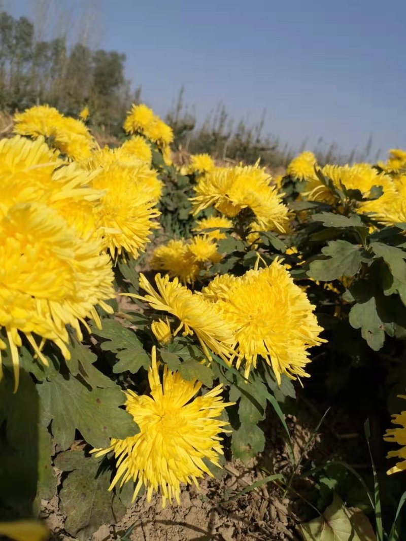 金丝黄菊花茶自家种植花个头大无虫