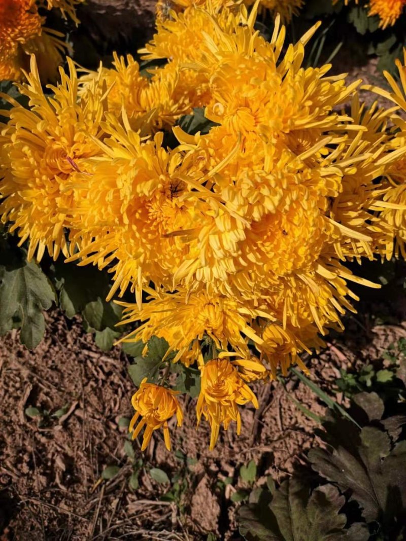 金丝黄菊花茶自家种植花个头大无虫