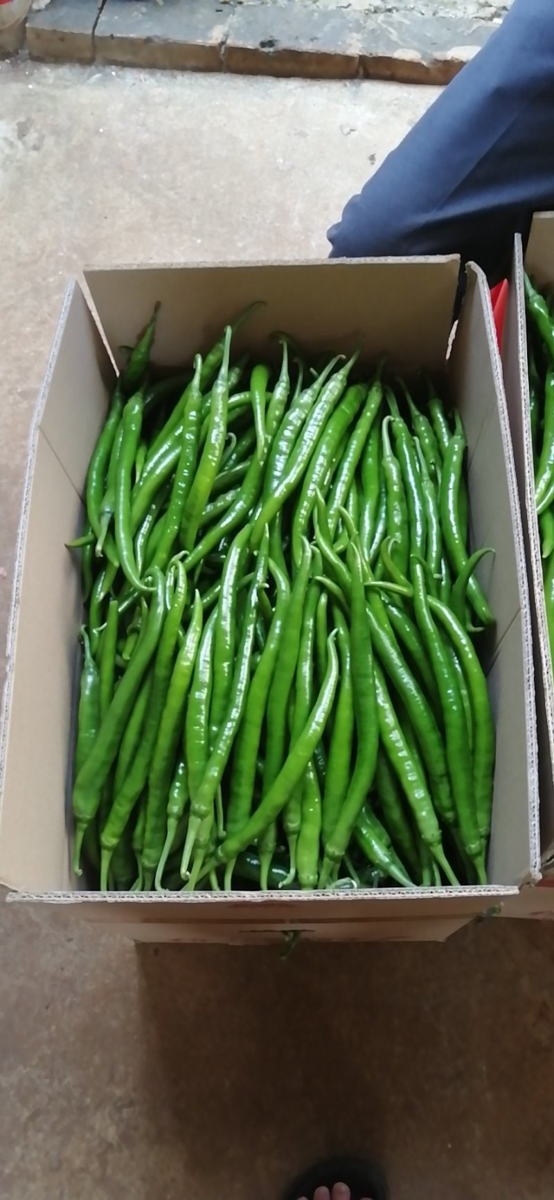 徐闻县精品4号，8号线椒，二荆条，诚信经营，全国代发。