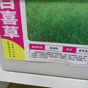 百喜草种子