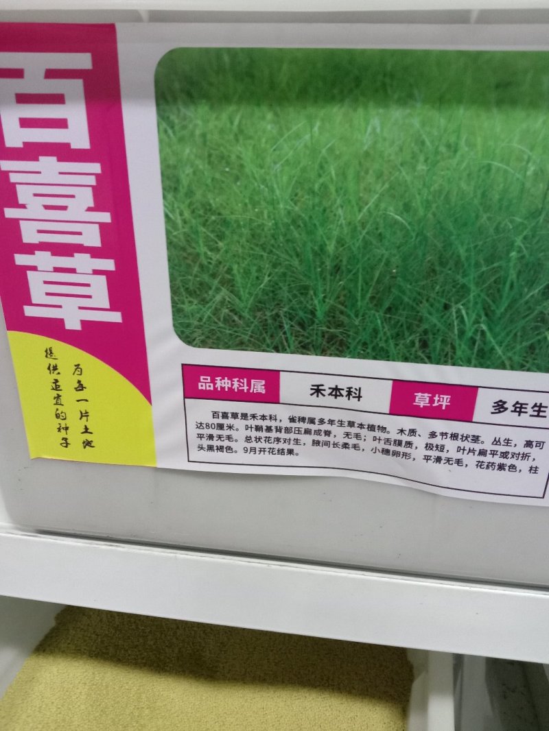 百喜草种子