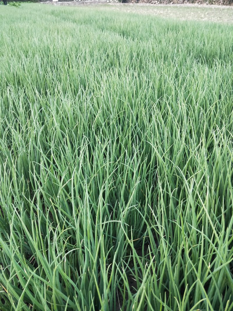 西昌小香葱，各种品质都有