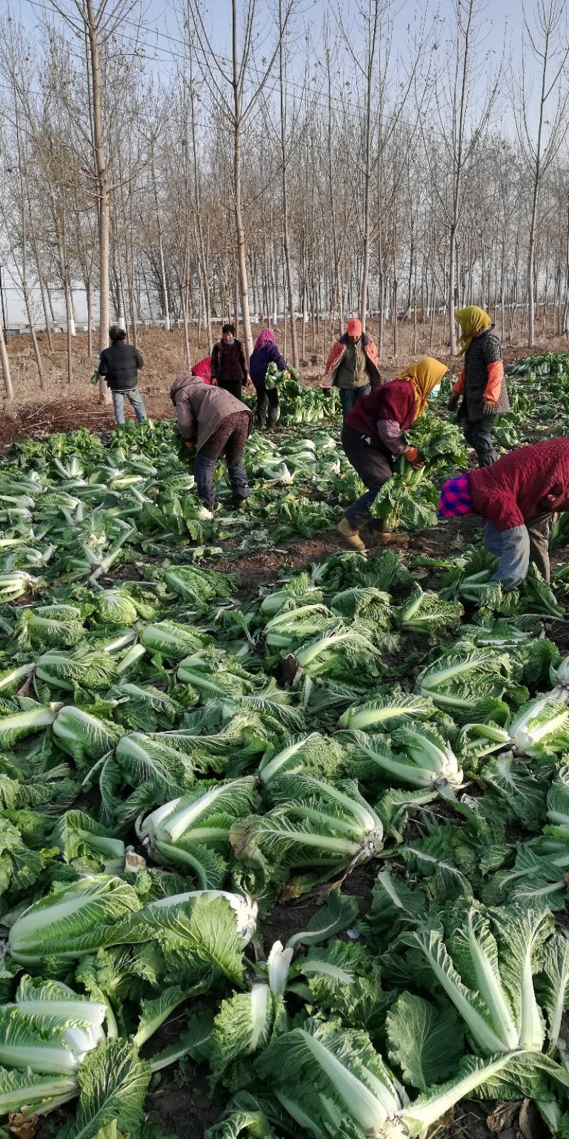 北京新三号大白菜