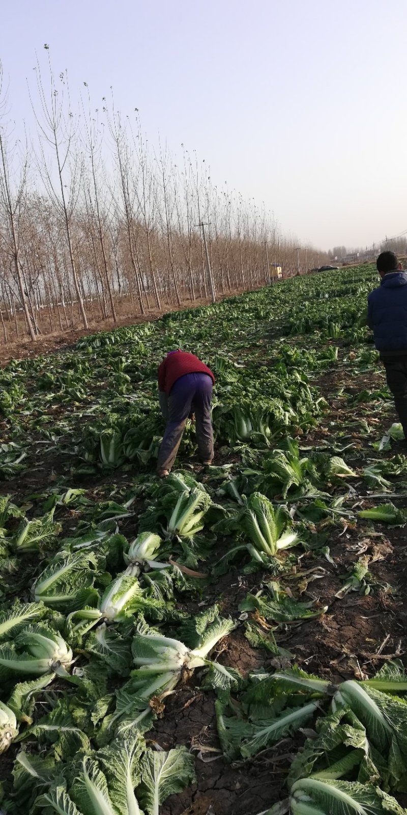 北京新三号大白菜