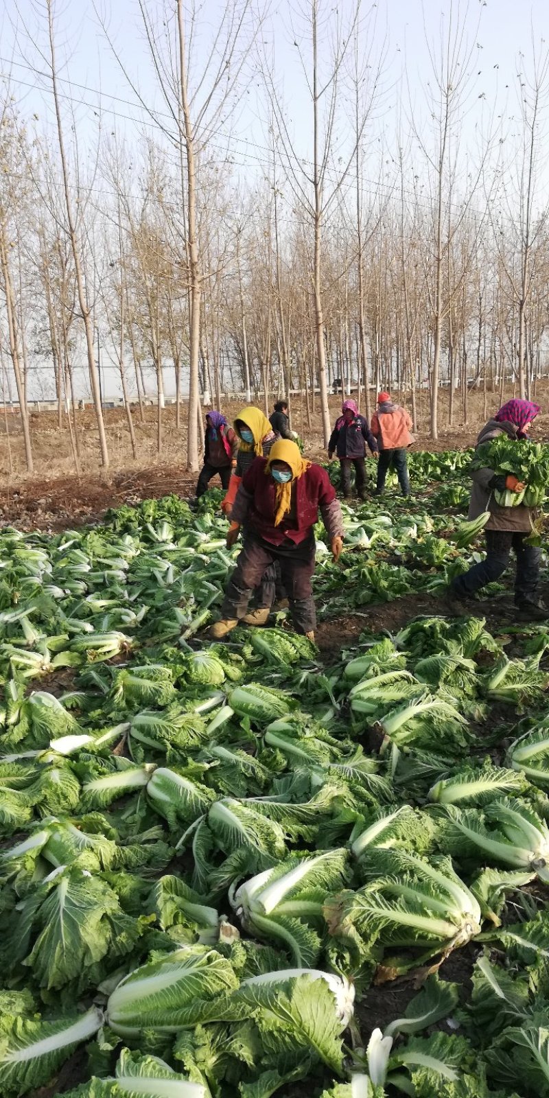 北京新三号大白菜