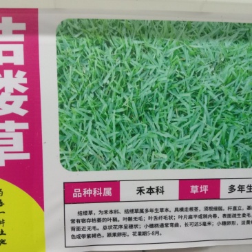 结缕草种子